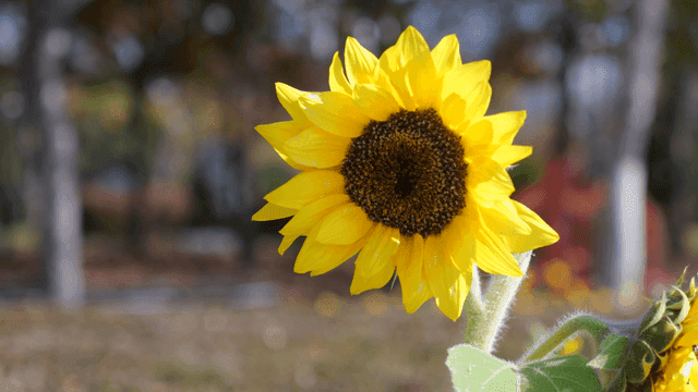 Vibrant sunflower in a sunny garden