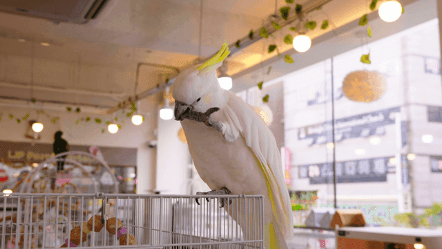 White parrot trimming its claws atop a birdcage