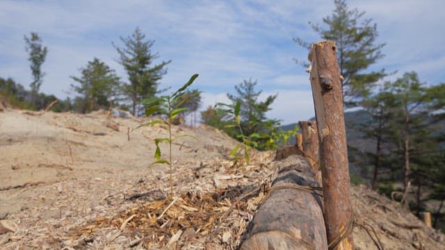 Young saplings growing in a desolate forest area