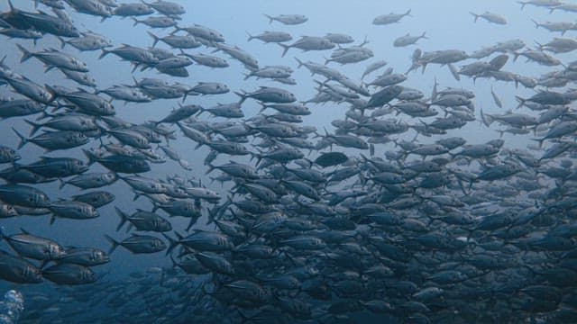 School of Fish Swimming in the Ocean