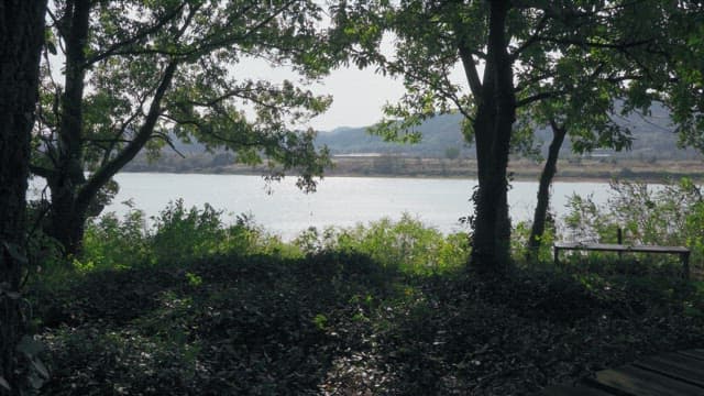 Quiet riverside view through forest trees on a sunny day