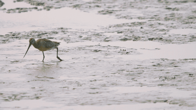 Brown sandpiper foraging on the tidal flat