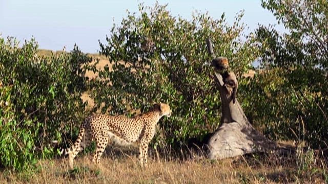 Cheetah and Cubs in the Savanna Grasslands