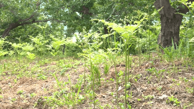 무성한 숲에서 자라는 어린 고사리