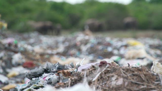 Elephants scavenging in a polluted area with trash