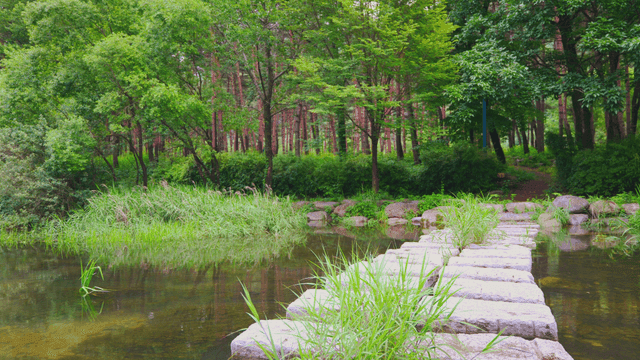 고요한 숲에 있는 작은 시냇물
