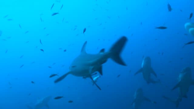 School of Sharks Swimming in Deep Blue Sea