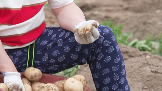 Person Arranging Freshly Harvested Potatoes in a Field