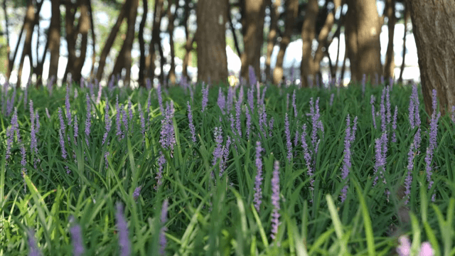 숲속에서 피어나는 보라색 꽃들