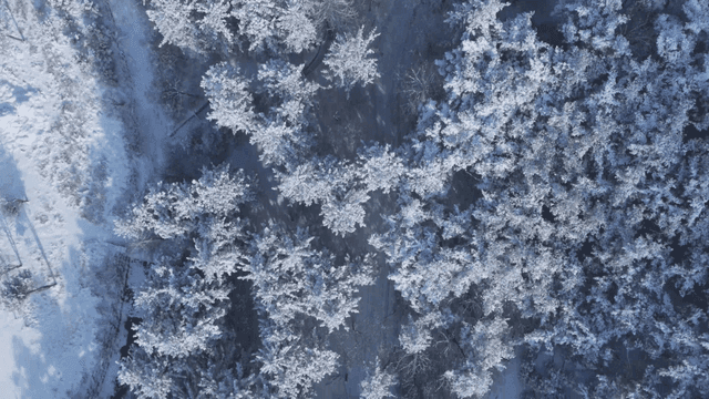 Snow-covered forest with winding path