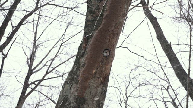 나무 구멍에서 엿보는 다람쥐