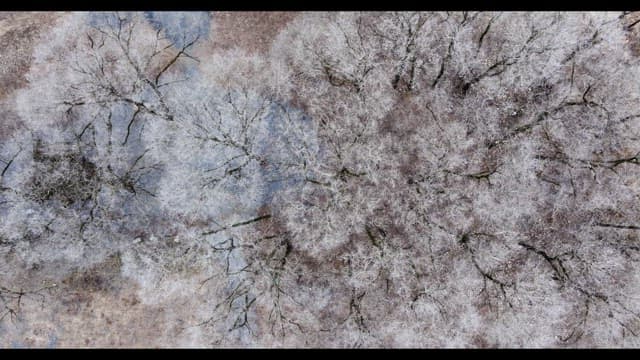 Snow-covered desolate forest full of leafless winter bare trees