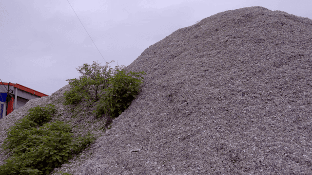 야외에 쌓인 큰 조개 껍질 더미