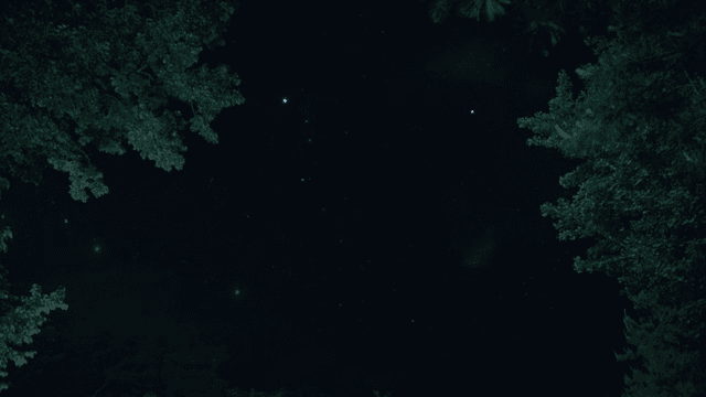 나무로 둘러싸인 별이 빛나는 밤하늘