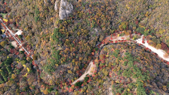 Aerial view of a colorful autumn forest