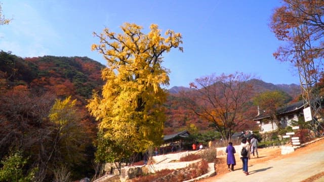 People walking along a mountain trail with autumn foliage