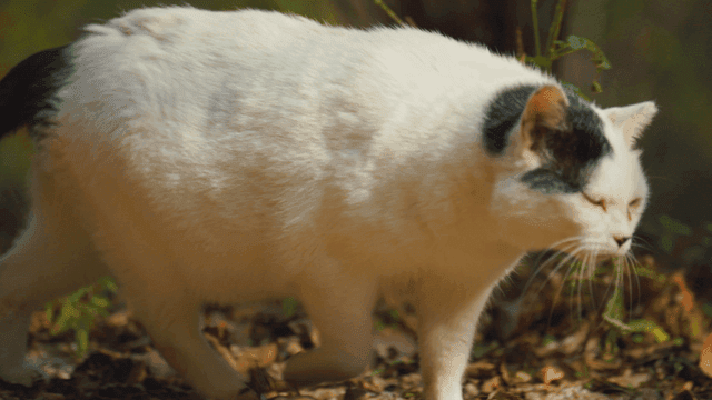 숲속을 걷는 흰 고양이