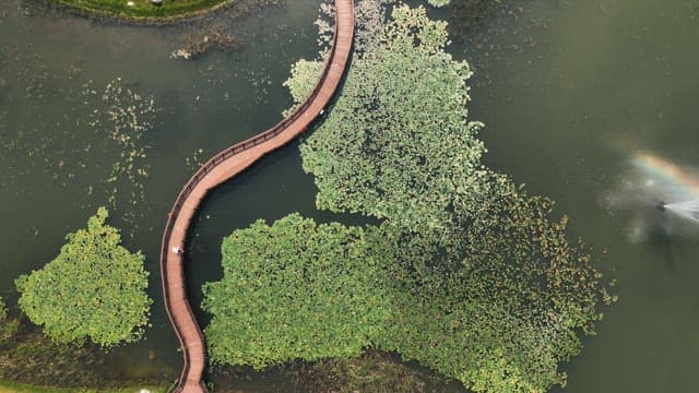 연꽃으로 덮인 호수 위의 구불구불한 산책로