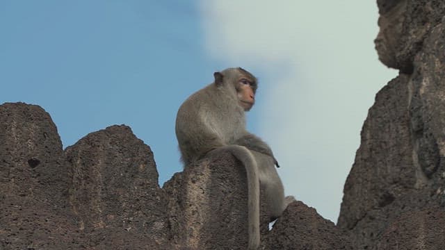 Monkey Sitting on the Rock