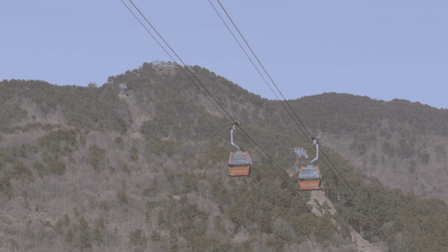 Cable cars moving over a forested mountain