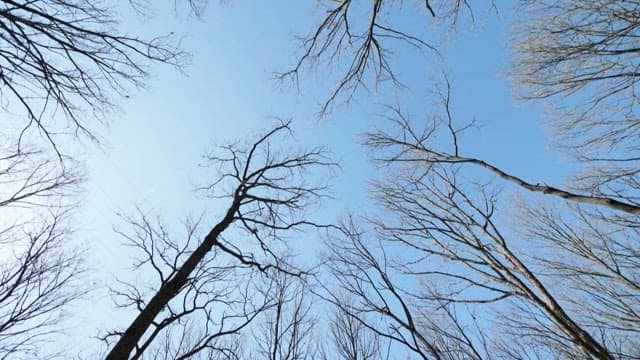 하늘을 향해 뻗어 있는 잎이 없는 겨울 나무들