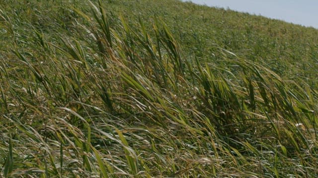 Windswept Field of Green and Yellow Grass