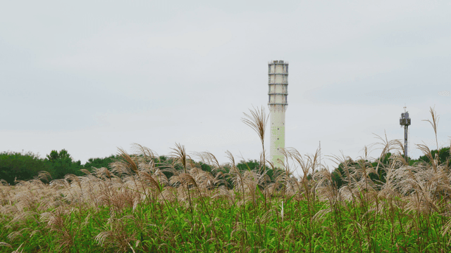 탑이 있는 들판의 키 큰 가을 억새
