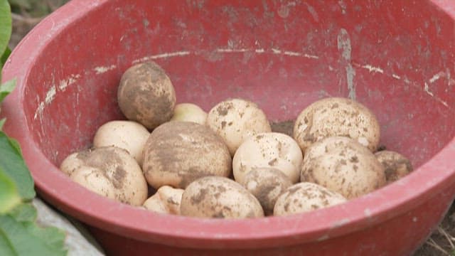 Freshly Harvested Potatoes in a Red Bucket