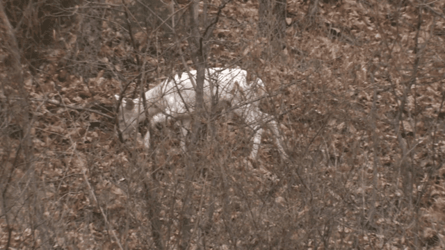 White deer searching for food in forest