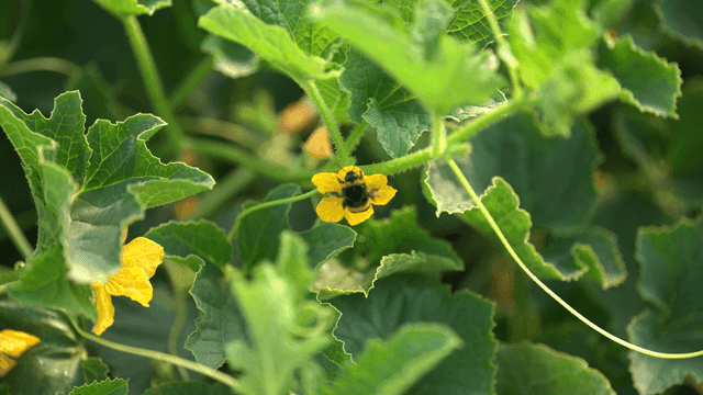 Bumblebees pollinating yellow flowers