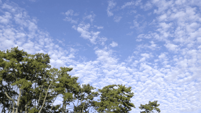 맑은 하늘 아래 나무들