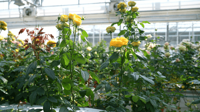 Yellow roses blooming in a greenhouse