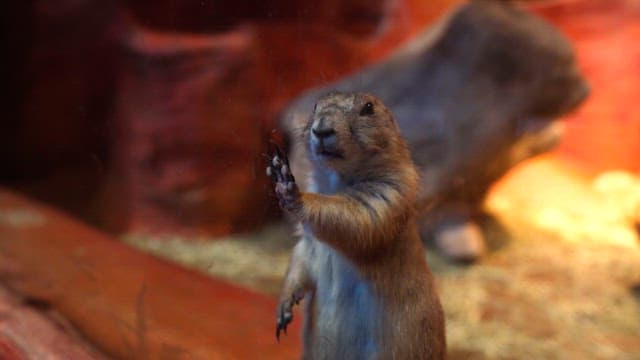 Prairie dog standing with hand on glass window