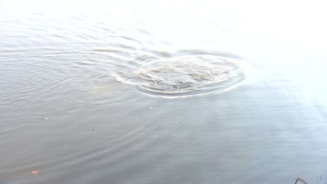 Ripples created on the surface of still water as fish move