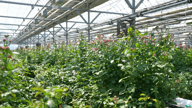 Greenhouse full of roses