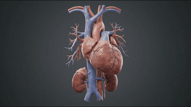 Detailed view of human heart and kidneys