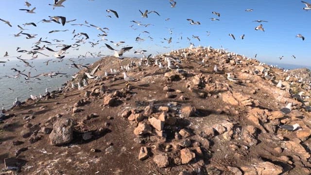 너머에 잔잔한 바다가 있는 갈매기들이 가득한 해안 언덕