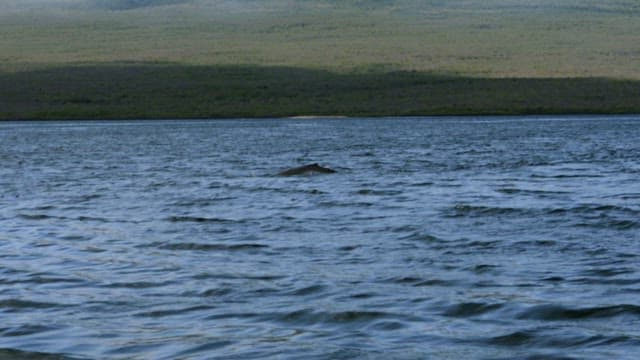 Whale Breaching in Ocean Landscape