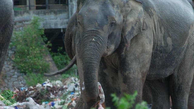 Elephant foraging in an urban garbage dump