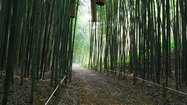 Peaceful bamboo forest path with sunlight shining through it