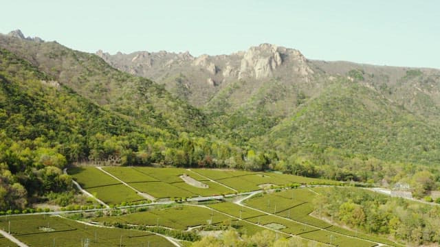 Large Green Tea Field with Scenic Mountains on a Sunny Day