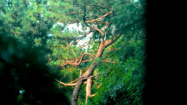 평화로운 숲과 울창한 녹음