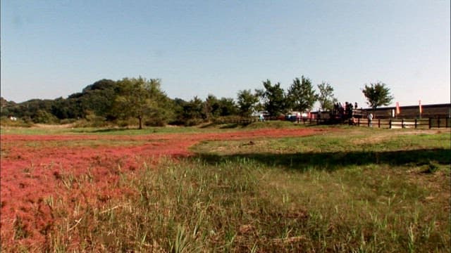 화창한 날 붉은 함초가 무성하게 자란 모습
