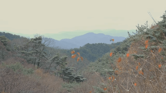 눈이 내리는 고요한 산 속