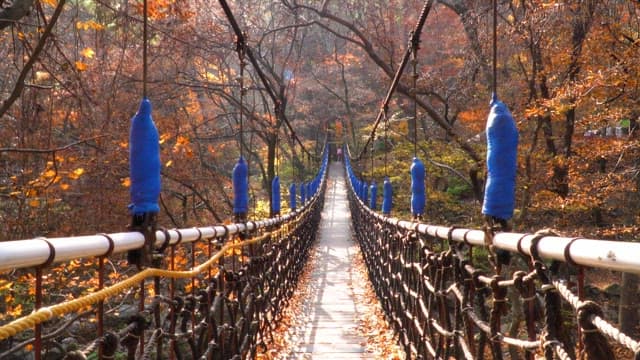 Wooden suspension bridge in autumn forest with maple leaves