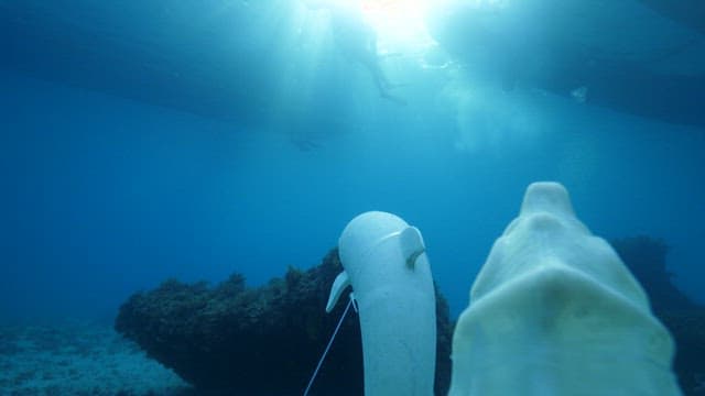 Scuba divers descending into the ocean with marine sculptures