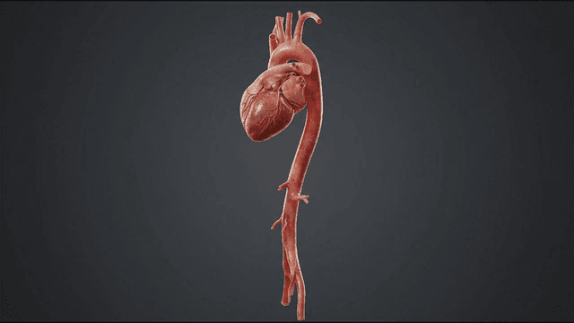 Detailed view of human heart model