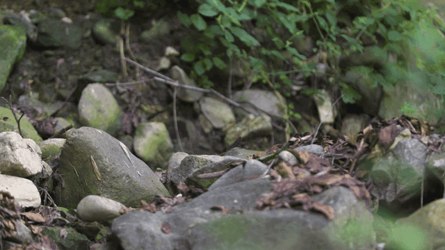 녹색 잎이 있는 바위 숲 바닥