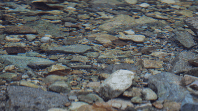 Minnows in clear water flowing over river stones