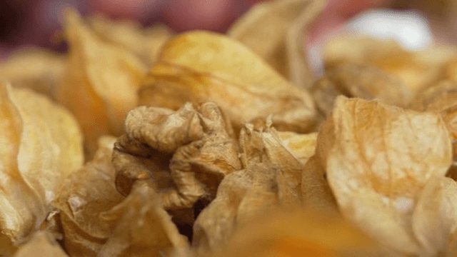 껍질이 있는 잘 익은 꽈리의 클로즈업